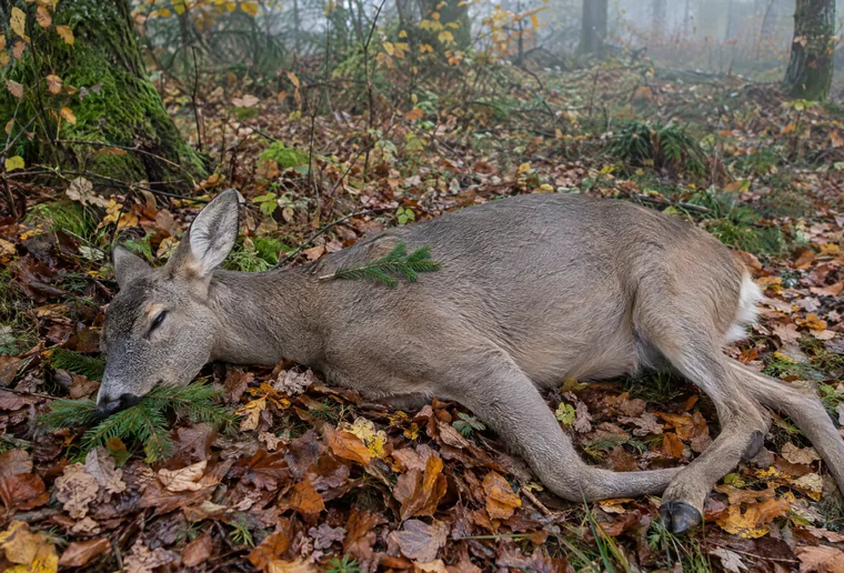 Foto der Ricke mit letztem Bissen und Bruch (KI-generiertes Demofoto)